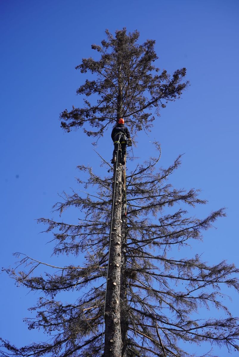 Tree Trimming for Dan's tree service in Bemidji, MN