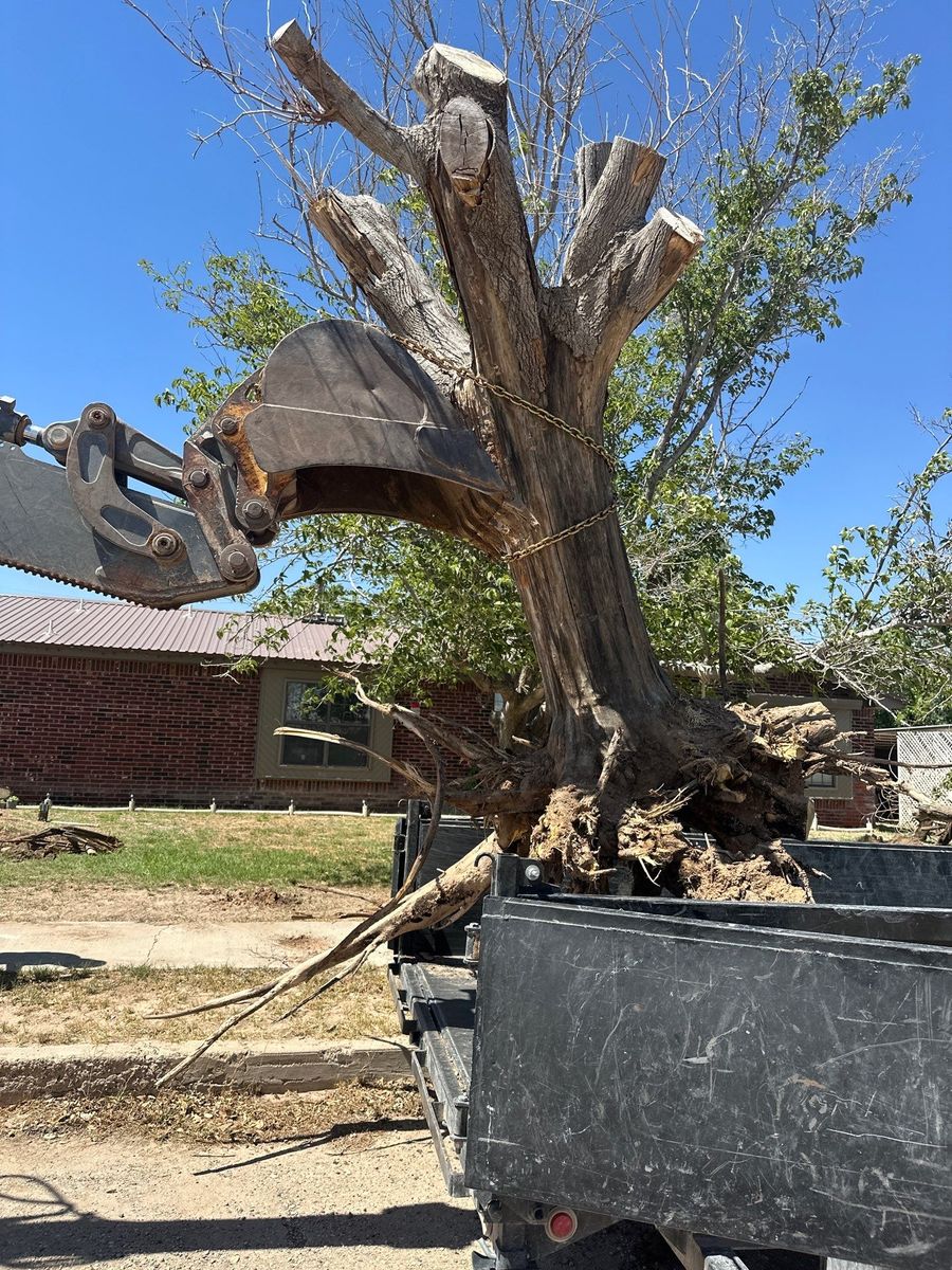 Stump Removal for Compas Cleanup in McCamey, TX