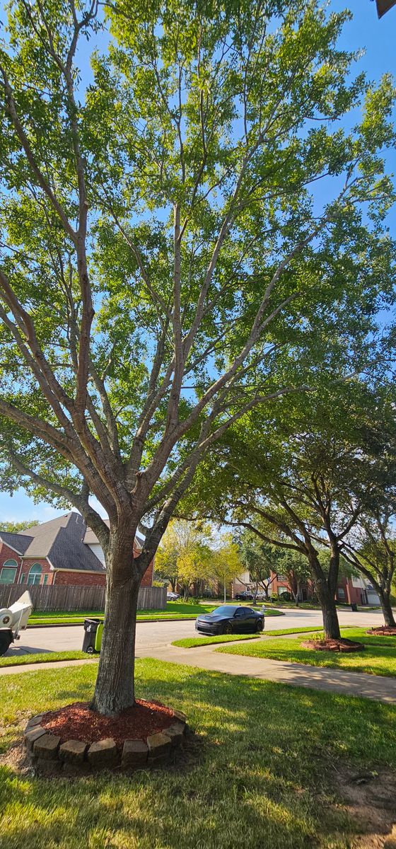 Tree Trimming for Servin's Tree Care  in Houston, TX