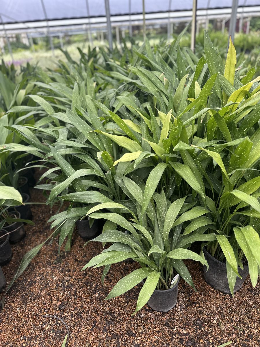 Landscape Installation for Atlas Land Design in Creekside Park, TX