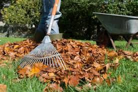 Leaf Clean Up for Elevate Tree Care in Gillette, WY