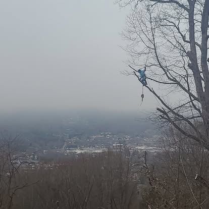 Shrub & Tree Trimming for Lopez Landscaping and Tree Service  in Waynesville, NC