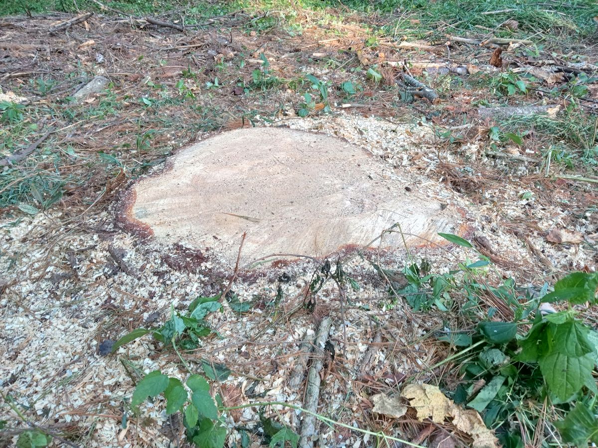 Stump Removal for Affordable Tree Service TN in White House, TN