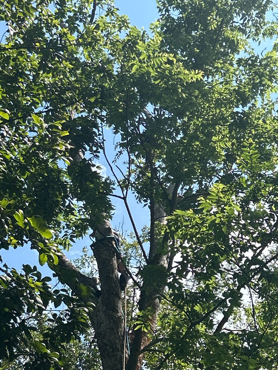 Tree Pruning for Stinger Tree Service in Belleville, IL