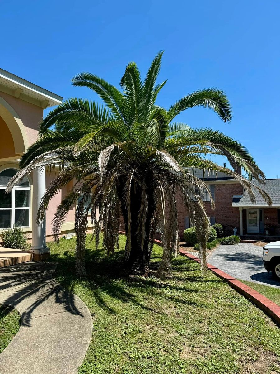 Tree and Shrub Care for Old Florida Lawncare in Baker, FL