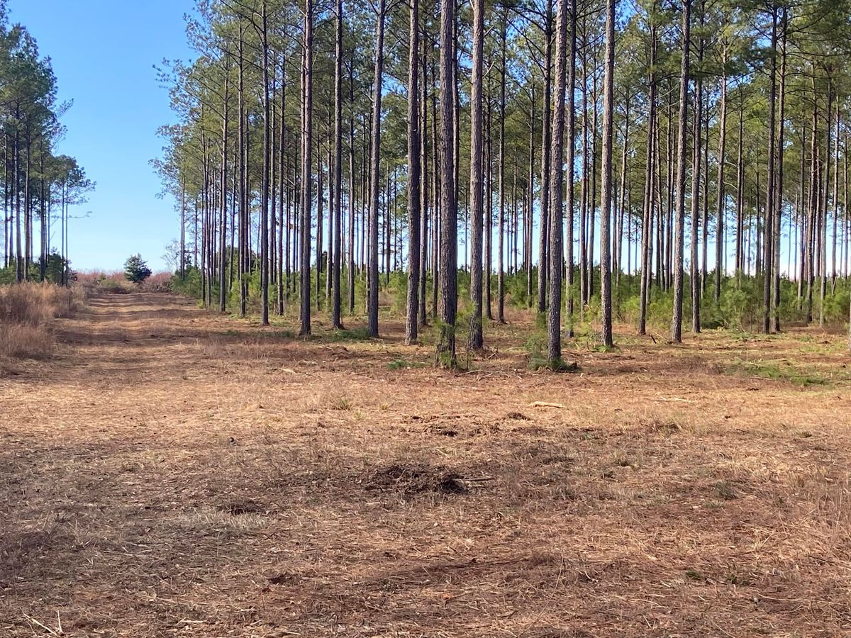 Land Clearing for McGough Construction in Reynolds, GA