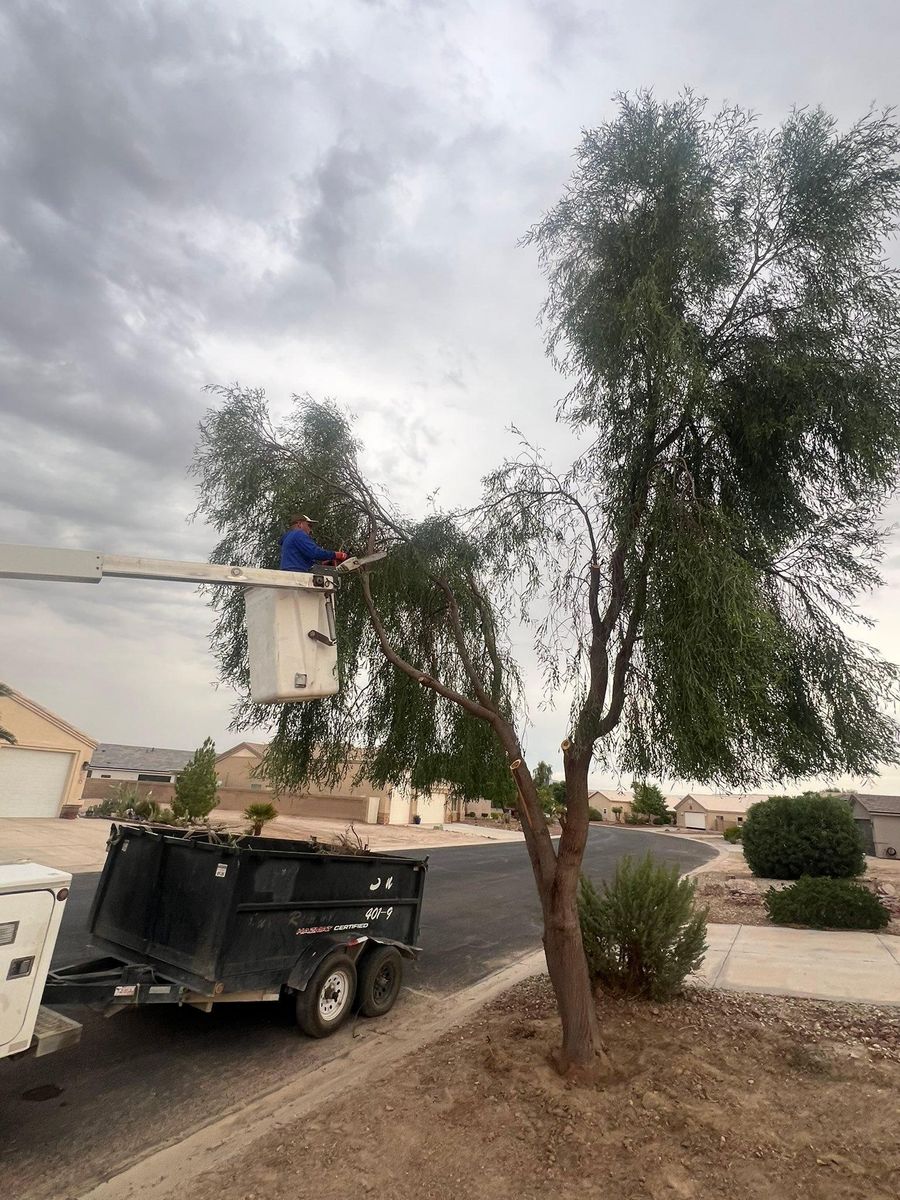 Tree and Stump Removal for Top Notch Landscape Services LLC in Mohave Valley, AZ