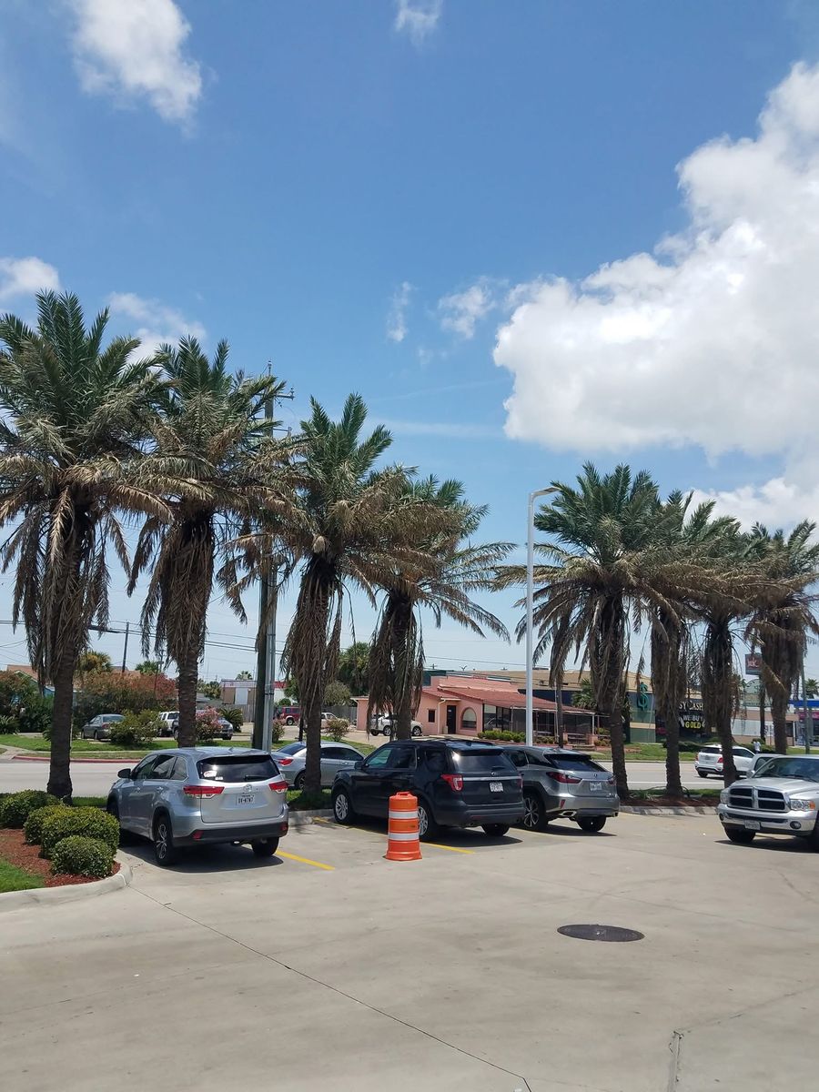 Tree Services for Garza Lawncare & Tree Service in Pearland, TX