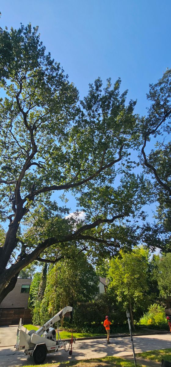 Tree Trimming for Servin's Tree Care  in Houston, TX