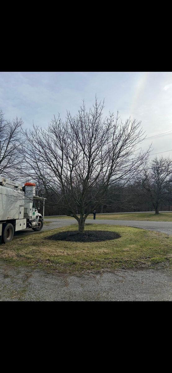 Tree Removal for Dig-It Tree Company in Mason, OH