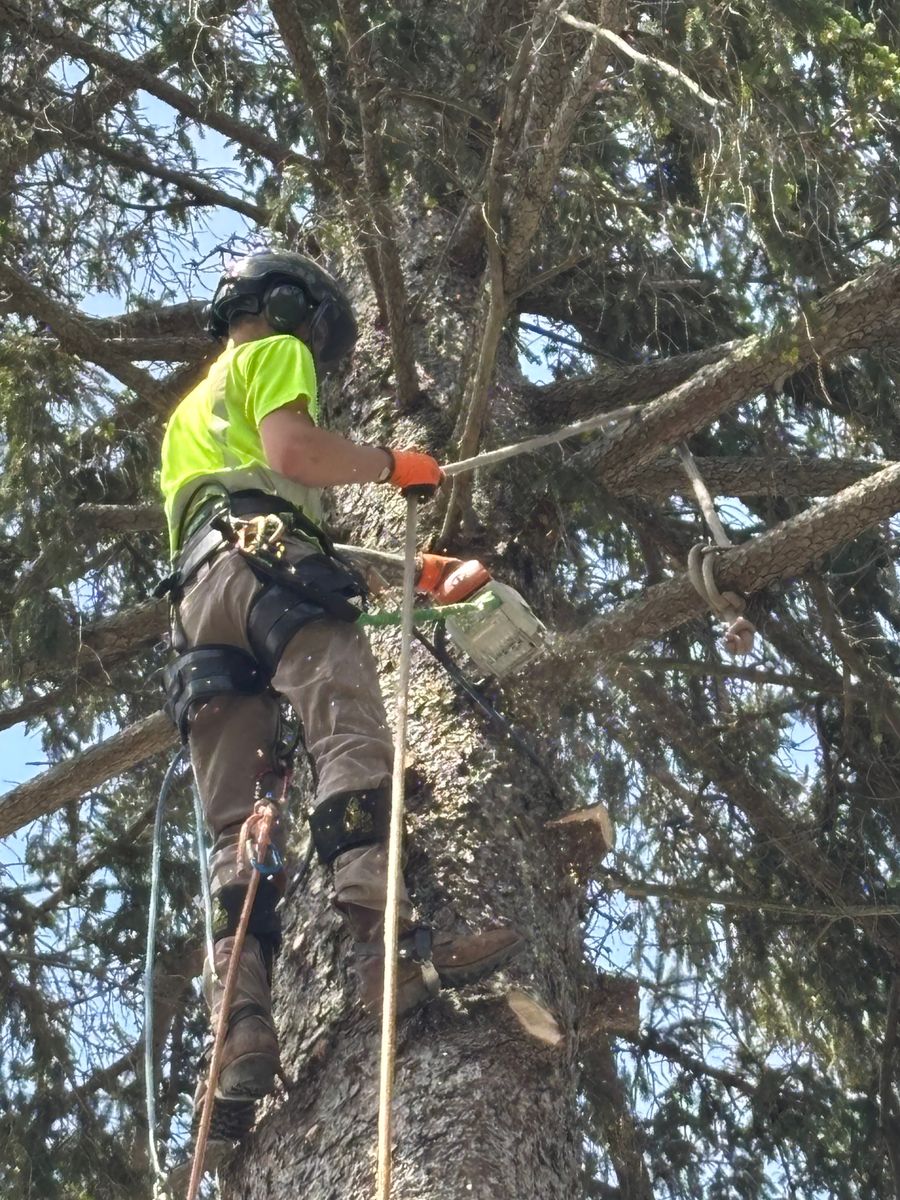 Tree Removal for Sterlings Tree Removal in Cobleskill, New York