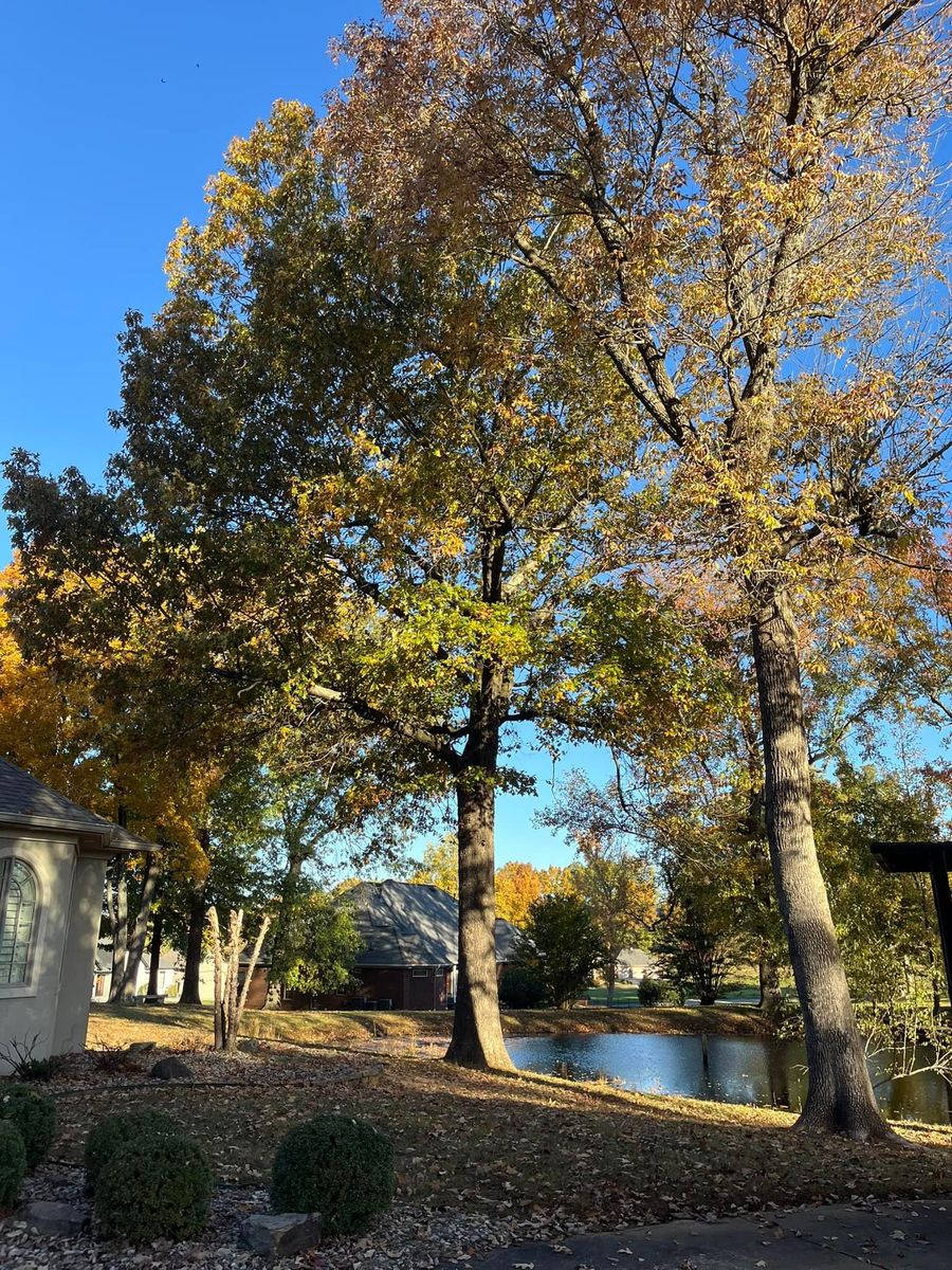 Tree Trimming for Curtis Tree Service LLC in Hopkins County, KY