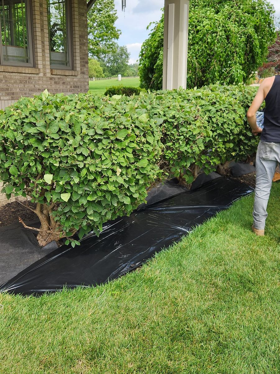 Shrub Trimming for Tel Ma Landscaping Maintenance LLC  in Urbana, OH