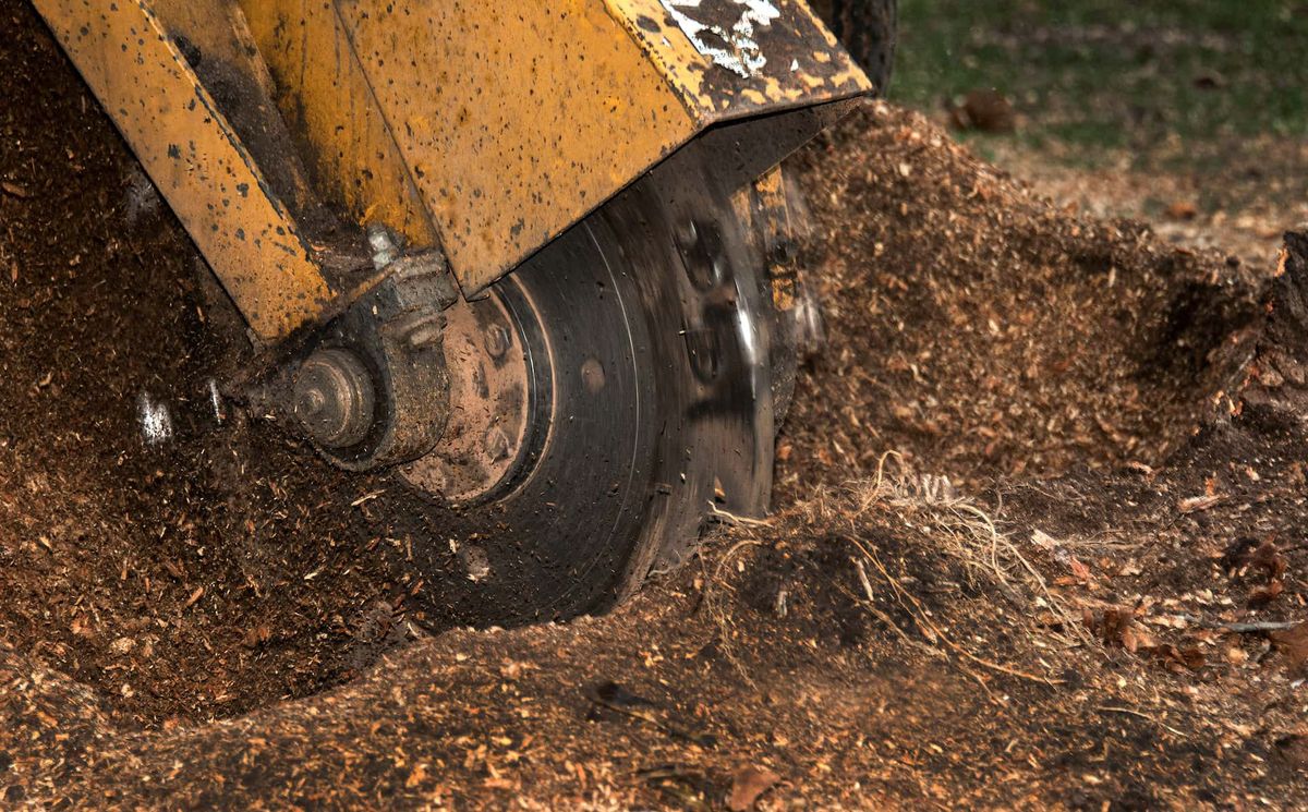 Stump grinding for Sammy's Tree Services in Rancho Cordova, CA