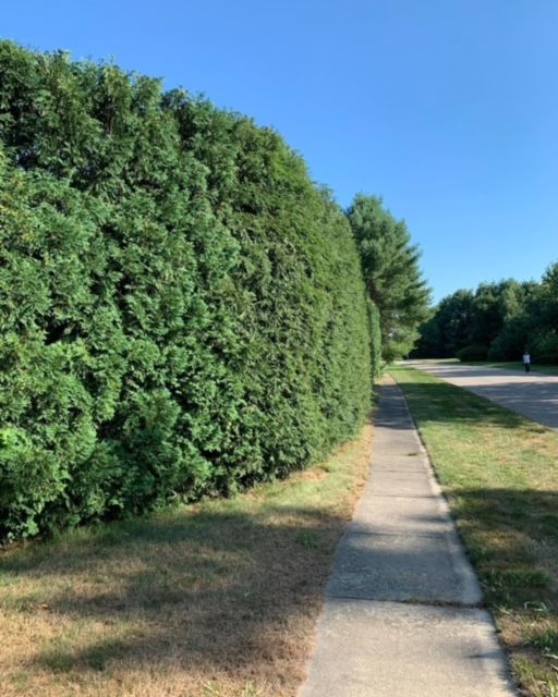 Trimming and Shearing for B&L Management LLC in East Windsor, CT