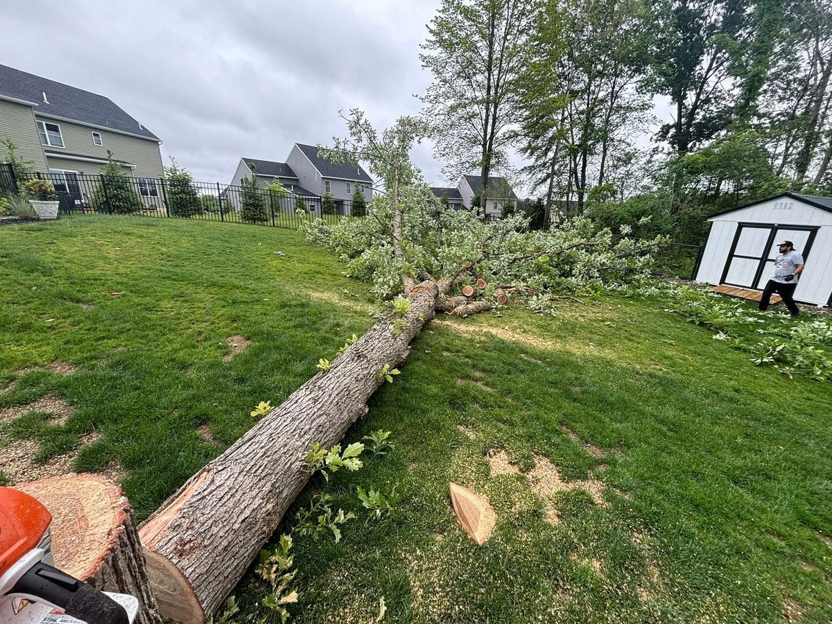Tree Removal for T's Trees in Albany, NY