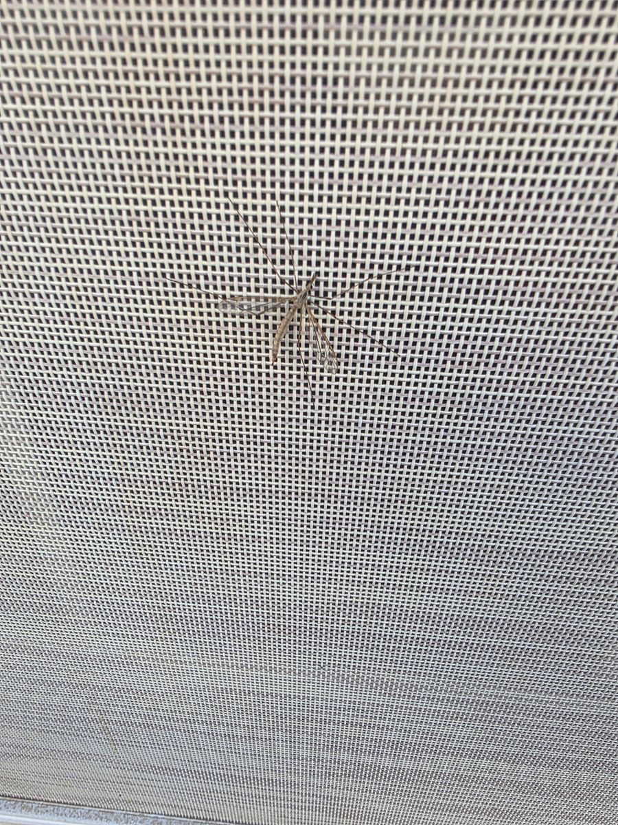 Mosquito Control for Niko's Pest Control in Las Vegas, NV