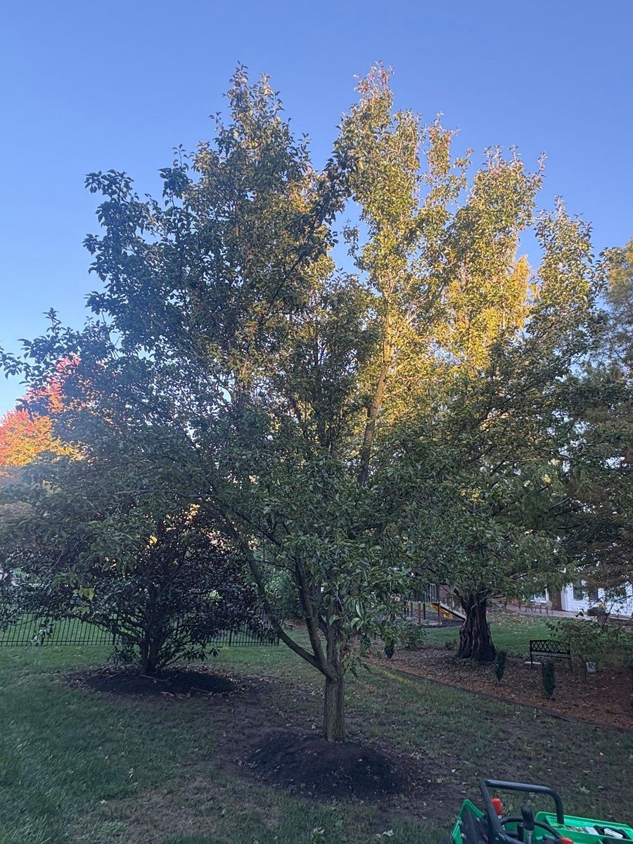 Mulch Installation for Dig-It Tree Company in Mason, OH