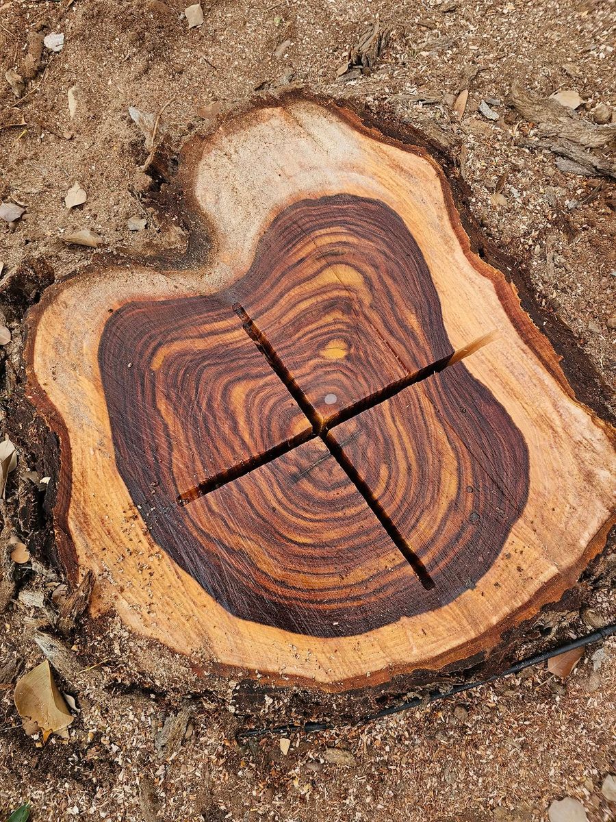 Tree Removal for T's Tree Service and Firewood in Apache Junction, AZ