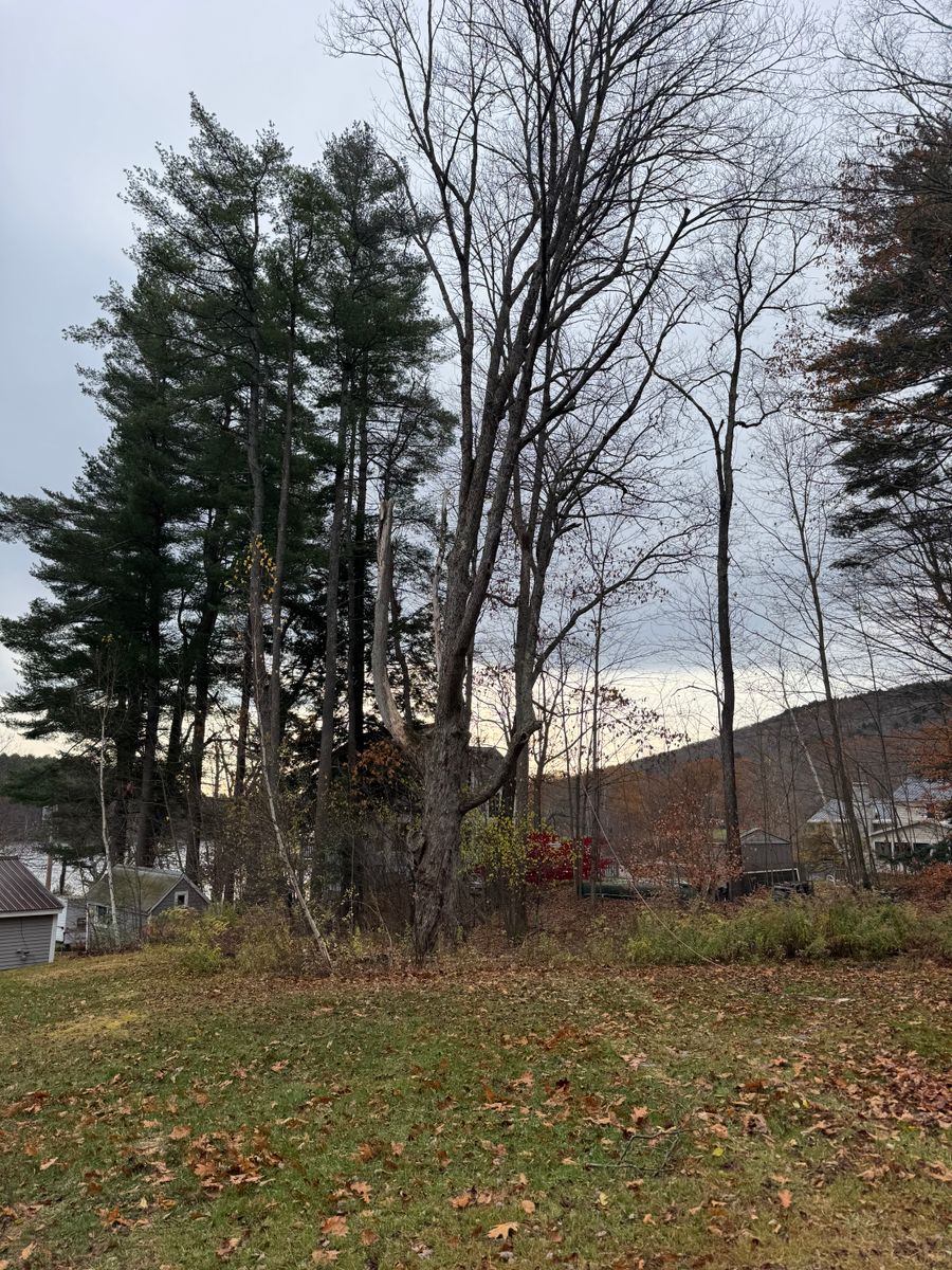 Tree Removal & Pruning for Clifford’s Quality Tree Care & Landscaping in Enfield, NH