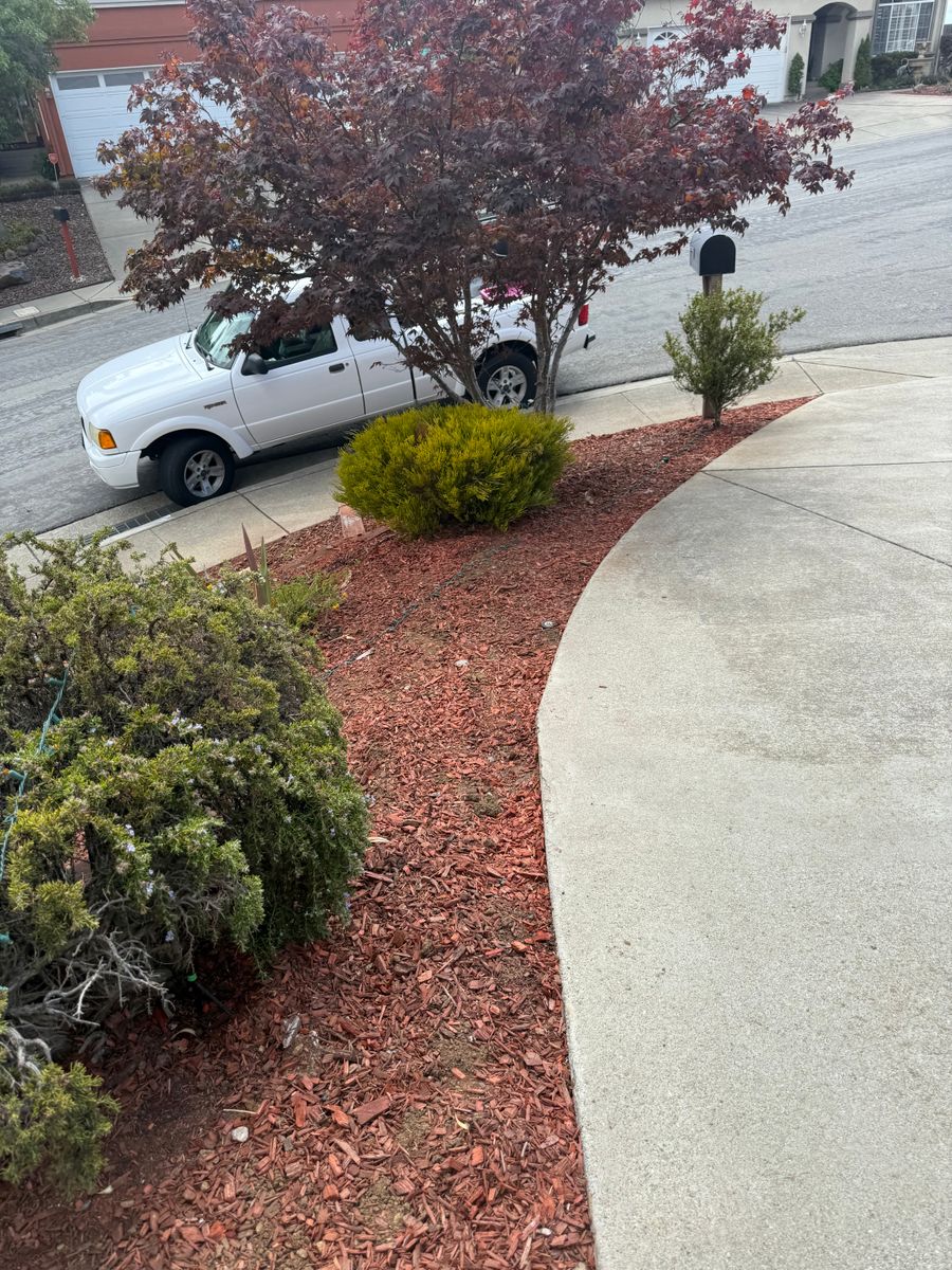 Shrub Trimming for CBA Landscaping in Hayward, CA