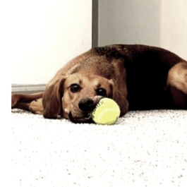 Bug Test for Gallagher's Plastering For Fun Fun! in Covington, KY