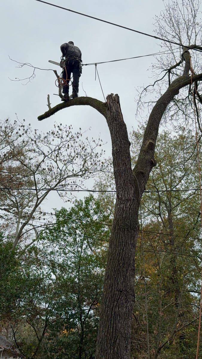 Tree Removal for T N L - Tree and Land Service in Reynolds, GA