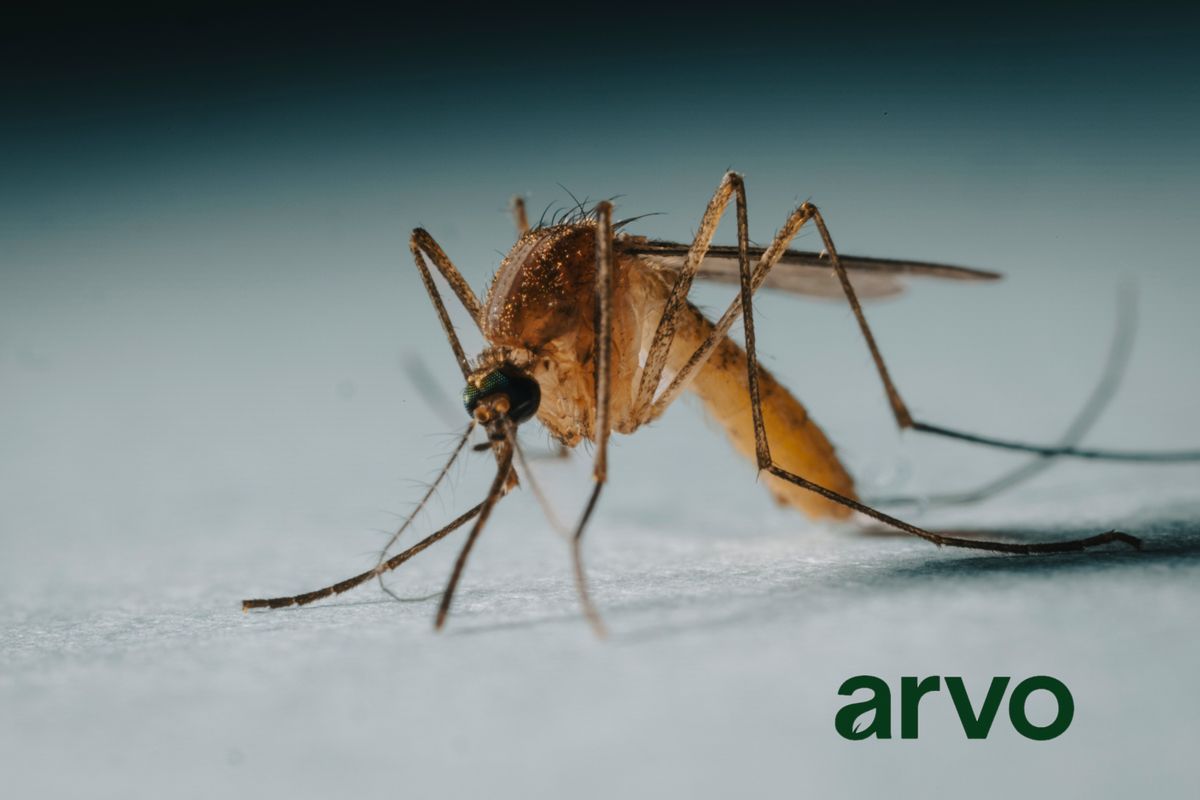 Mosquito Control for Arvo Pest Control in Sandy, UT
