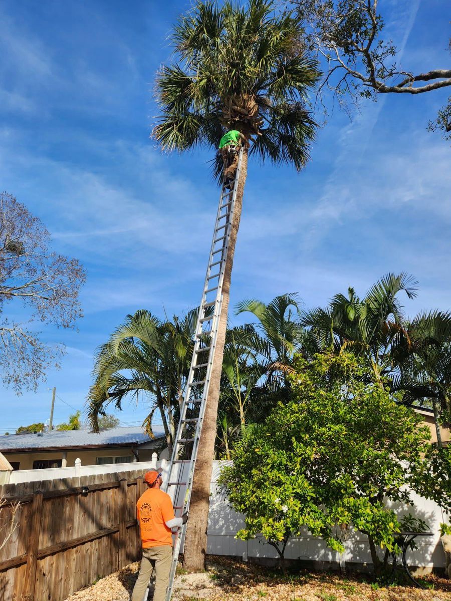 Tree Removal for Bills Tree Service in Valrico, FL