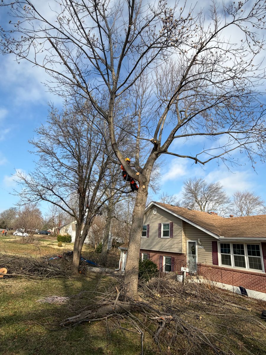 Tree Trimming for Cross Family Tree Service in Kearney, MO
