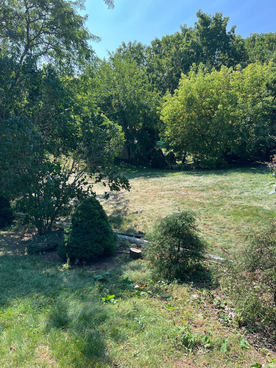 Tree and Shrub removal for CMN Exterior Maintenance in Hamilton, ON