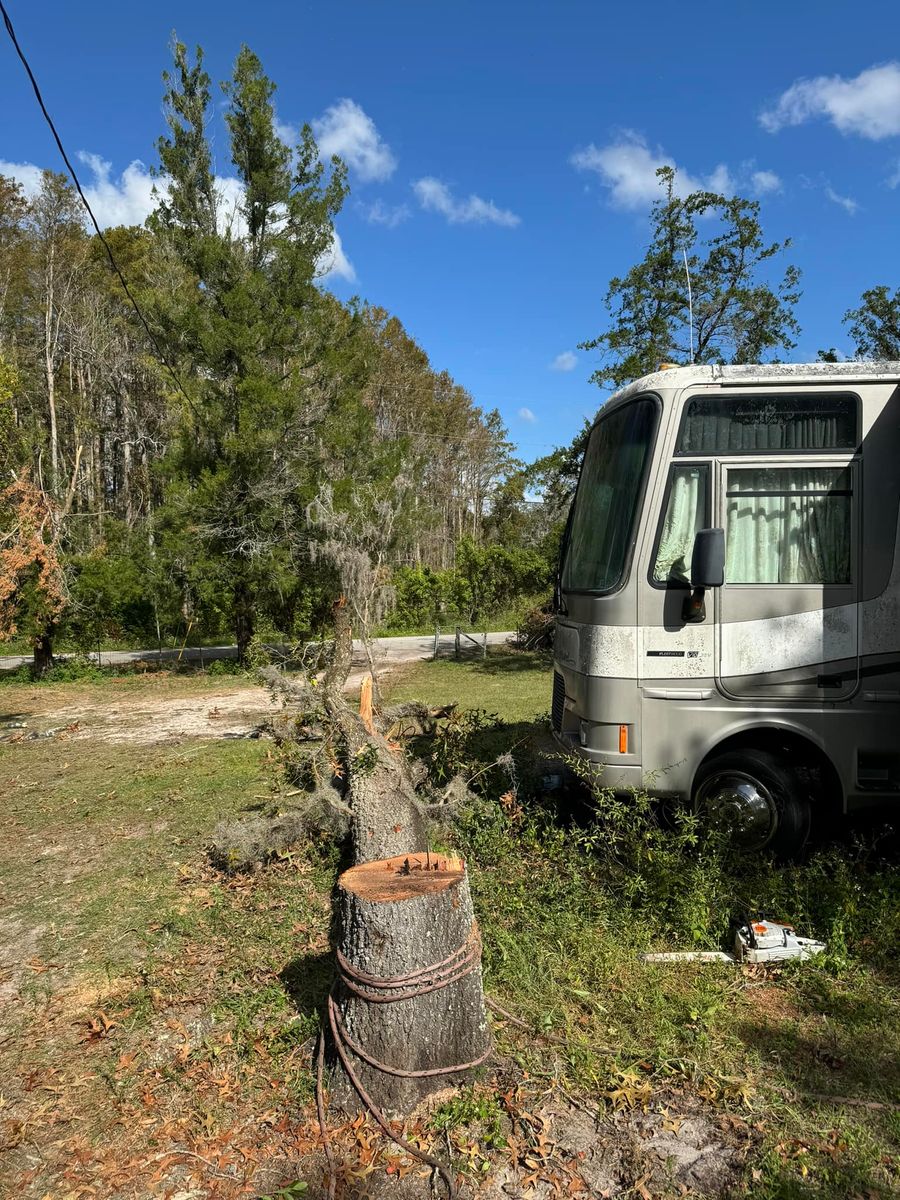 Stump Removal for Ryker's Tree Service in Dunedin, FL