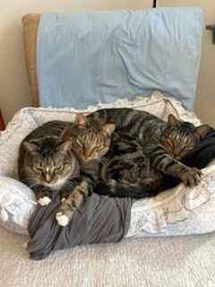 Animal Care for Sullivan Sanctuary of Maine in Brunswick, ME