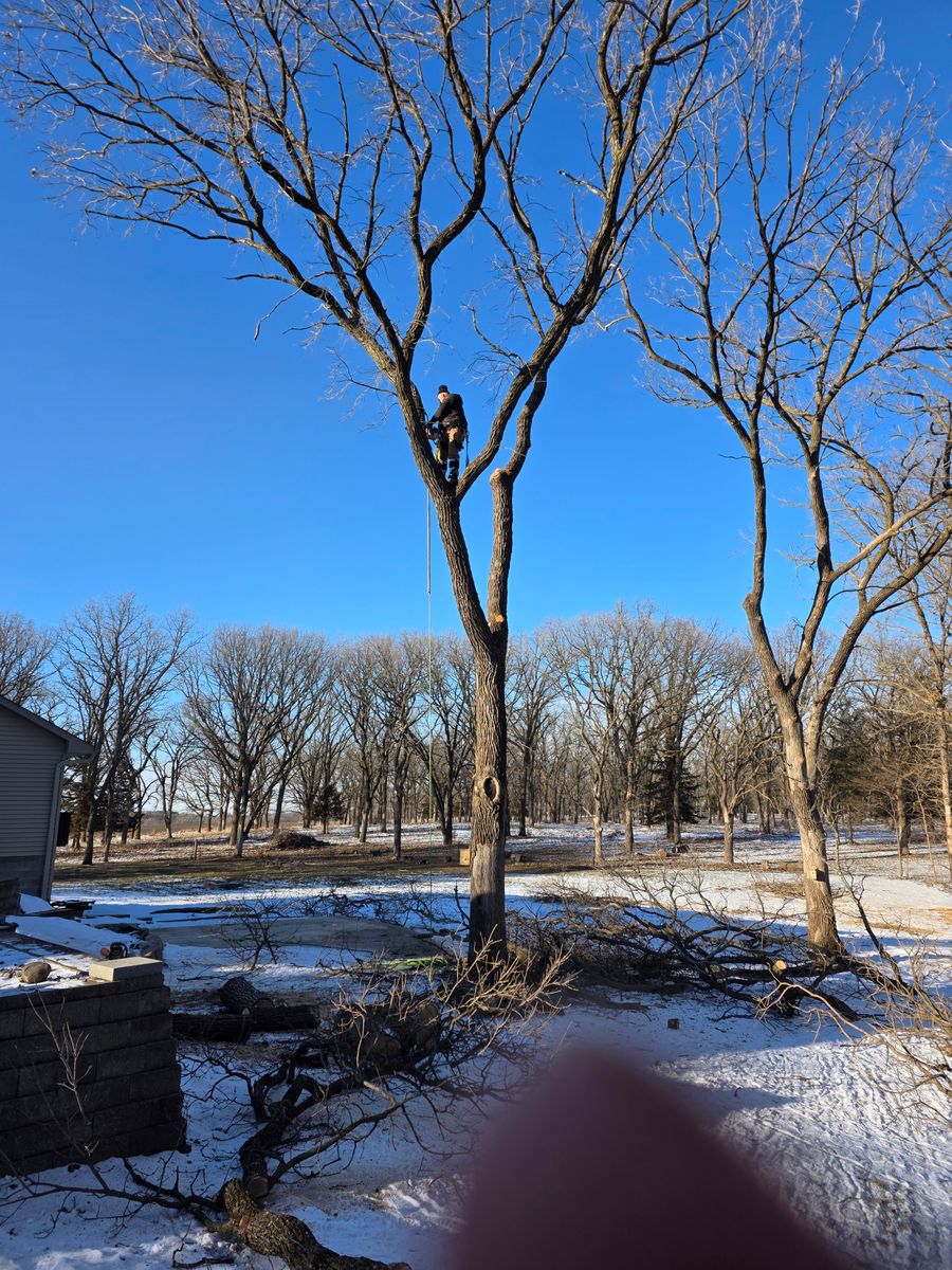 Tree Removal for Minnesota Seasonal LLC in Corcoran, MN