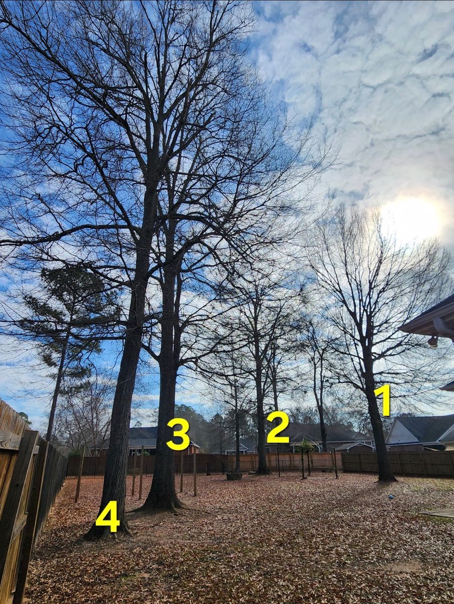 Tree Removal for T N L - Tree and Land Service in Reynolds, GA