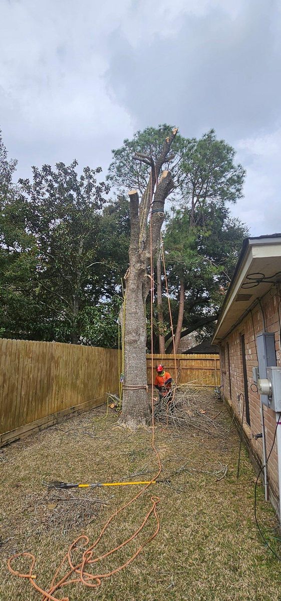 Tree Trimming for Servin's Tree Care  in Houston, TX