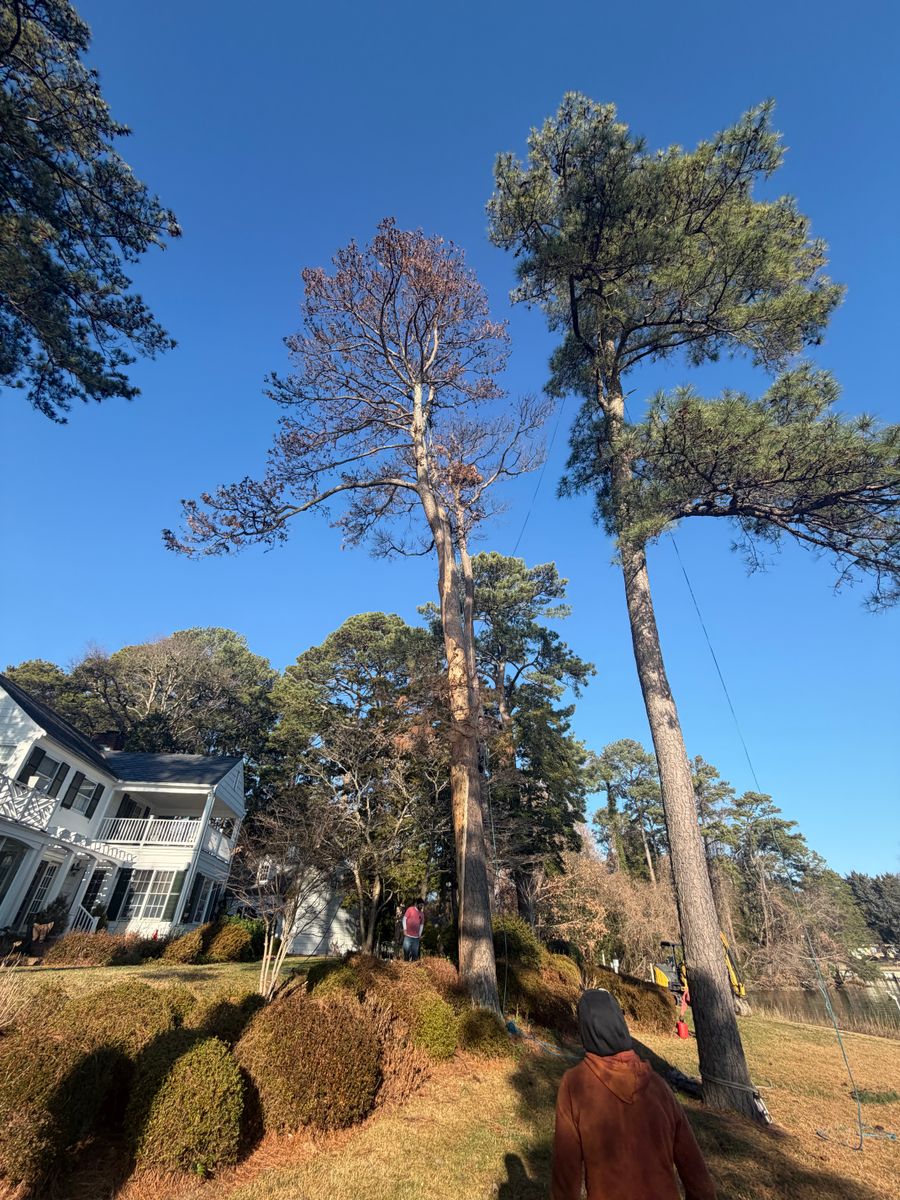 Tree Removal for Tidewater Tree Service in Chesapeake, VA
