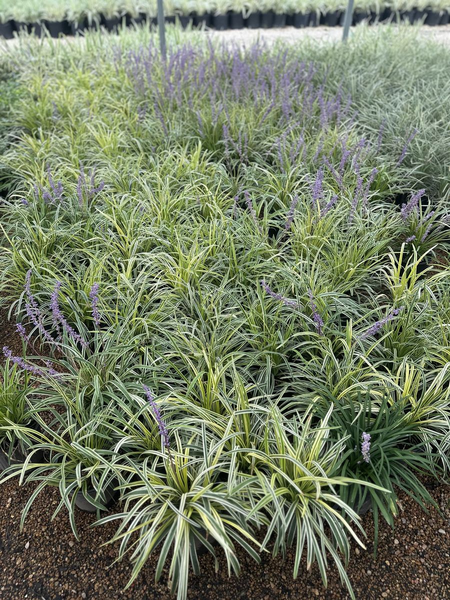 Landscape Installation for Atlas Land Design in Creekside Park, TX