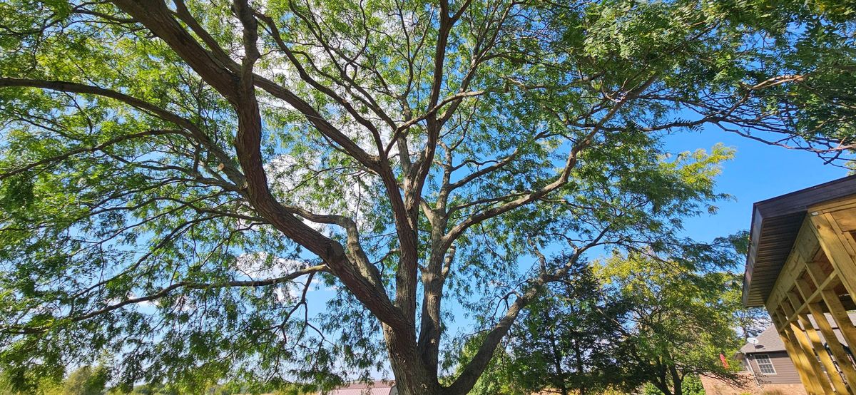 Tree Removal for Highborn Tree Service in Wheatfield, IN