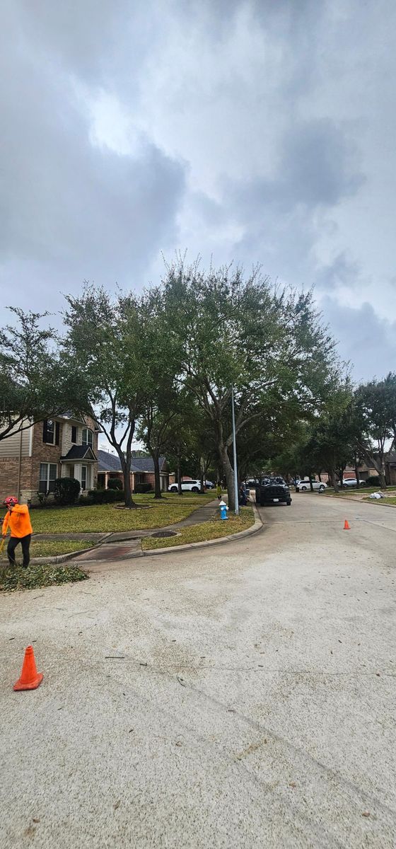 Fall Clean Up for Servin's Tree Care  in Houston, TX