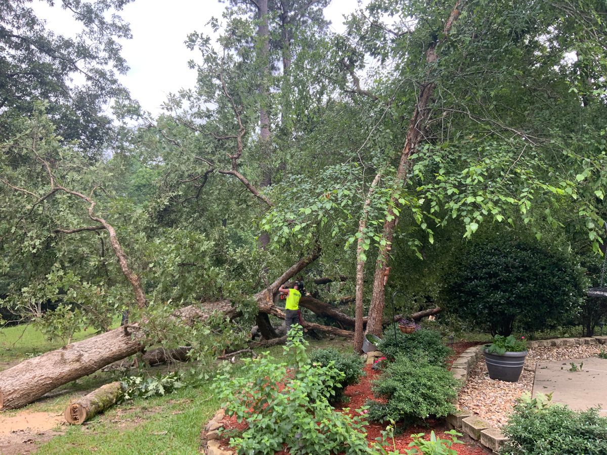 Tree Services for Broadway & McMullen Construction in Hattiesburg, MS