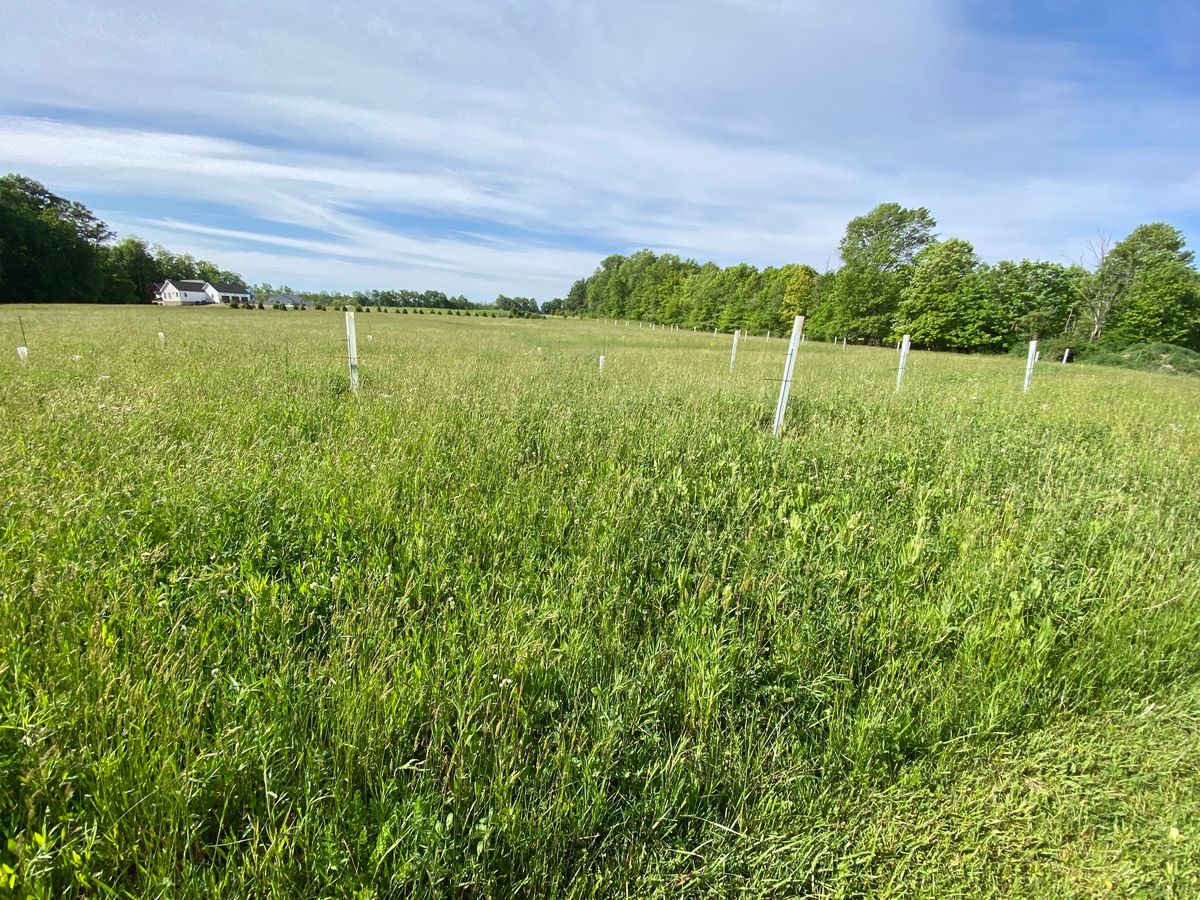 Wildlife Management Projects for Seals Outdoor Services in Perrysville, OH