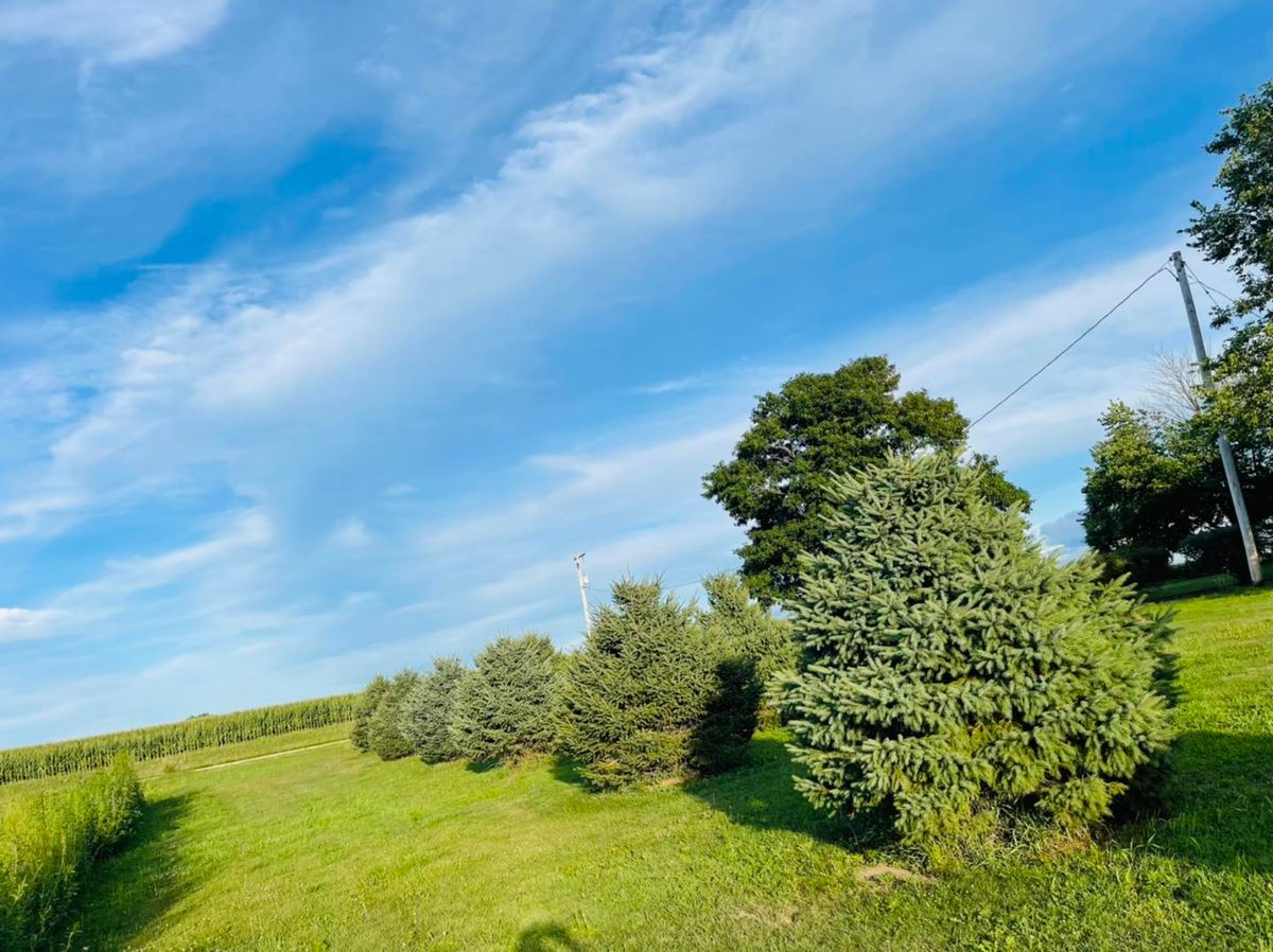 Lawn Leveling for Manny's Cleaning,Lawn Care & Snow Removal Services in Champaign, IL