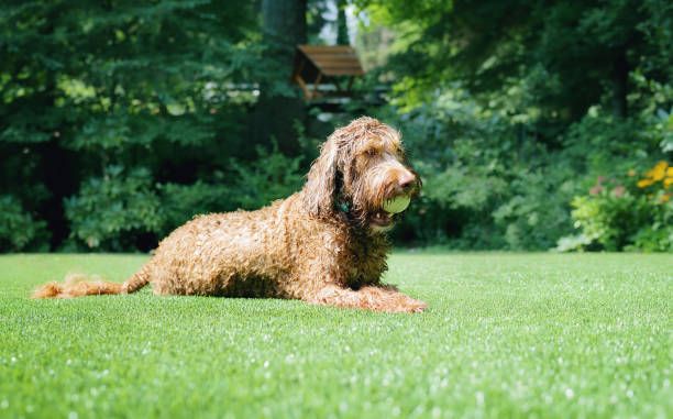 Artificial Turf For Pets for Elite Turfs in Concord, NC