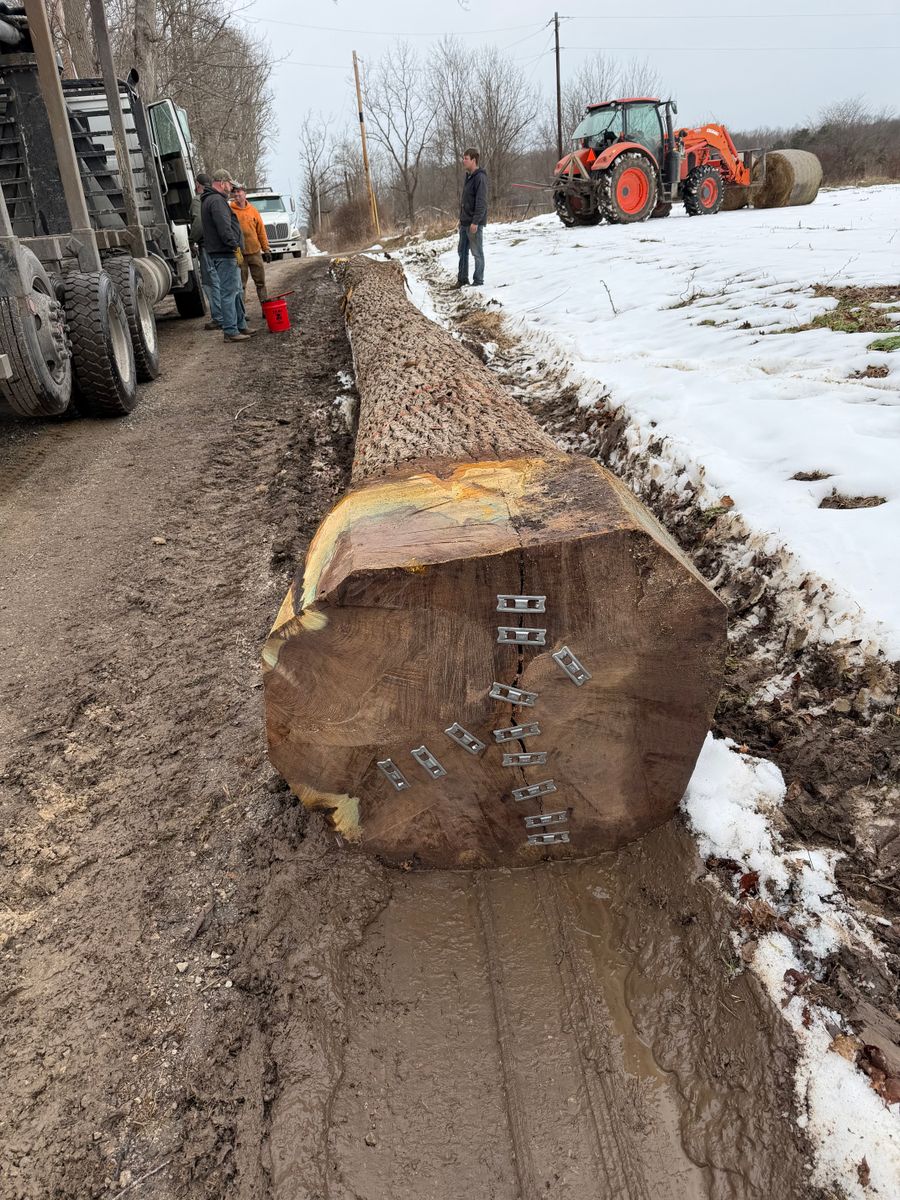 Tree Removal for Kadin’s Tree Service in North Vernon, IN