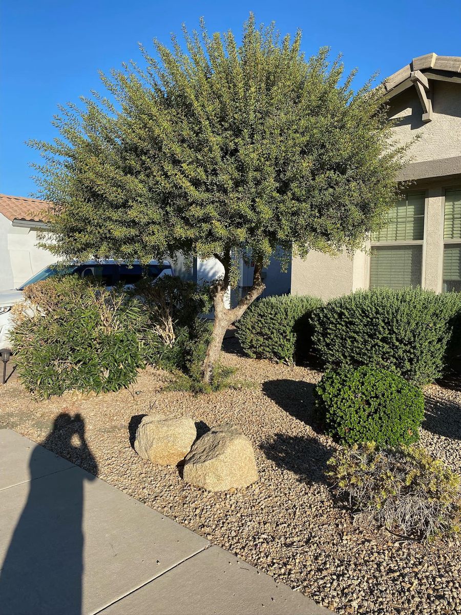 Shrub Trimming for Good Hands Landscape in Maricopa, AZ