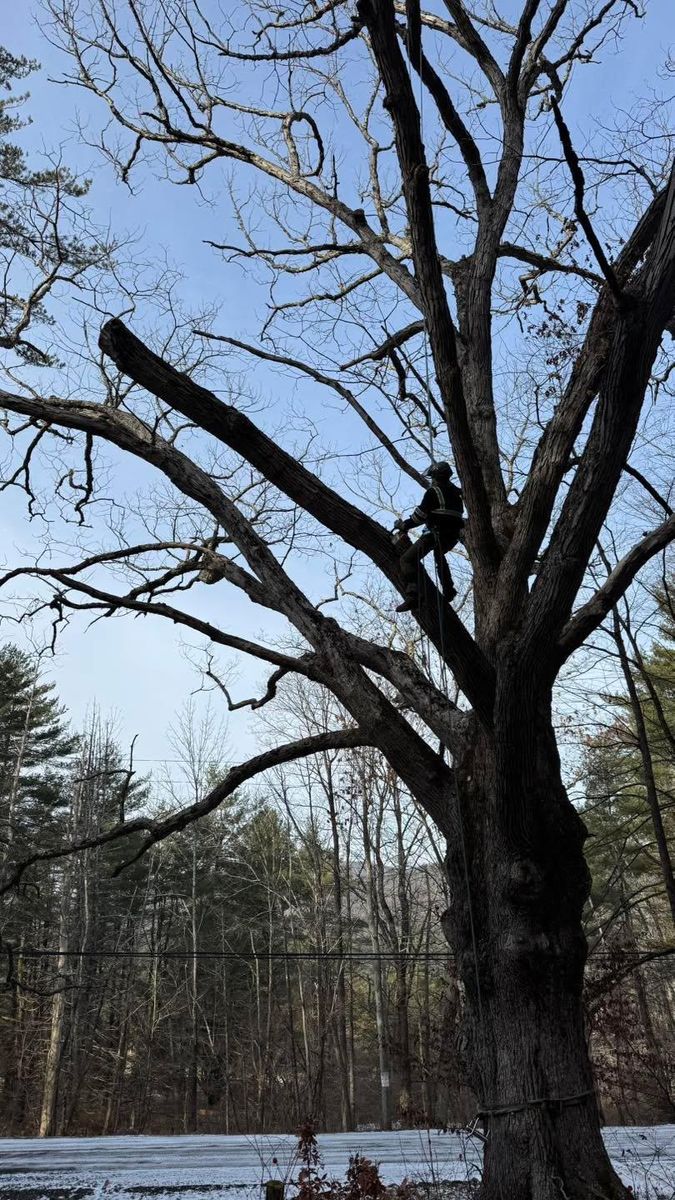 Tree Removal for Sterlings Tree Removal in Cobleskill, New York