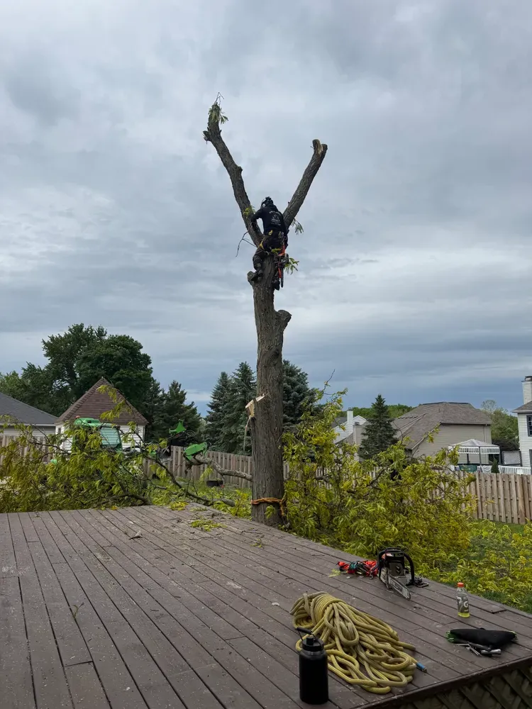 Tree Trimming for Down To Earth Tree Service, LLC in Westlake, OH