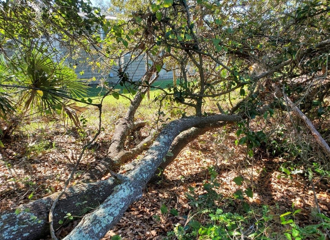 Tree Removal for Regal Tree Service and Stump Grinding in Wauchula, FL