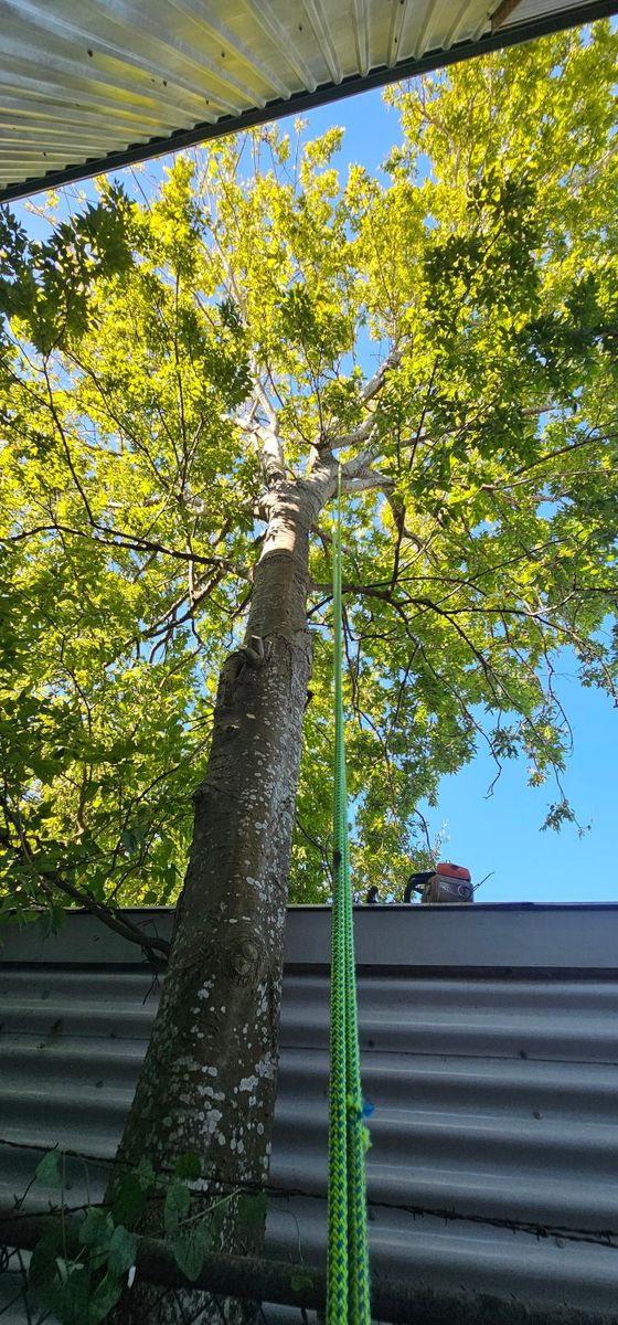 Tree Removal for Servin's Tree Care  in Houston, TX